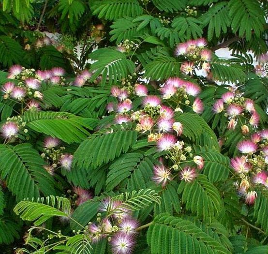 Arborele de matase ( Albizia julibrissin ); www.stefandbia.info
