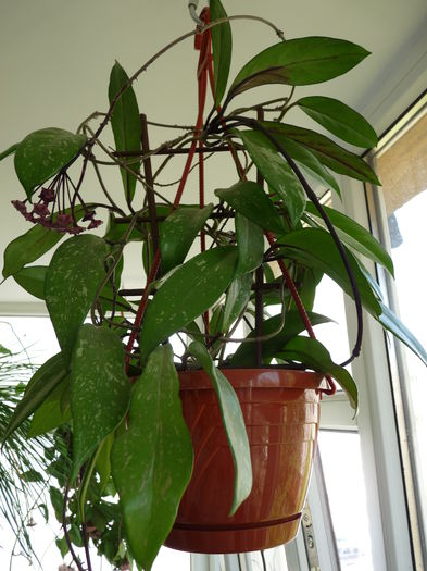 hoya publicalyx Silver Pink 2015_b