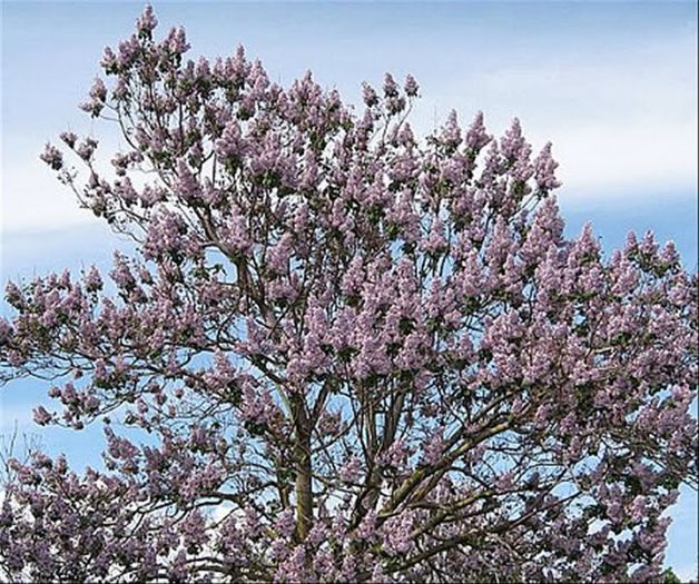 Paulownia ( Paulownia tomentosa); www.stefandbia.info
