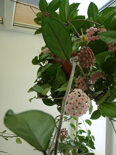 hoya carnosa 2015_b