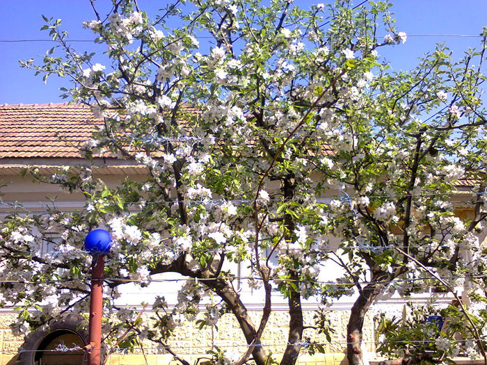 Fotografie0054 - altoiri 2015