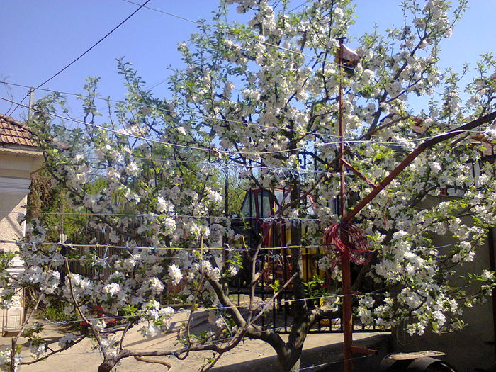 Fotografie0055 - altoiri 2015