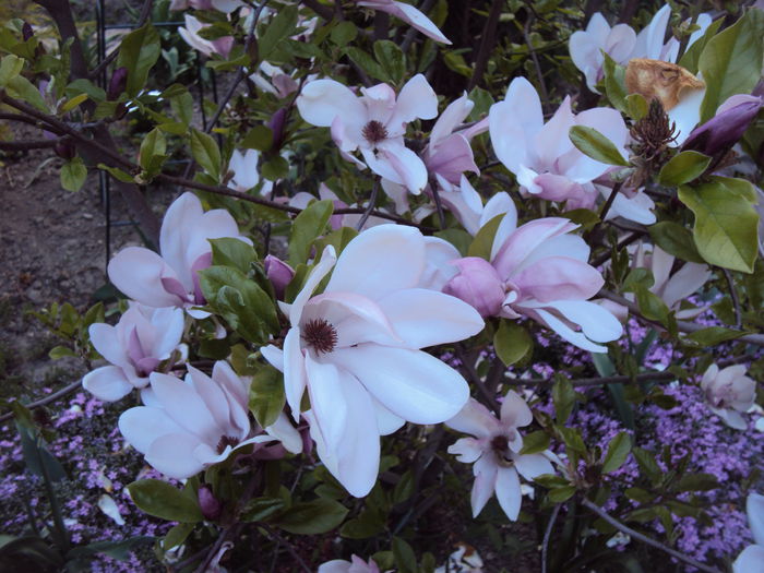 DSC05998 - 2015 Gradina