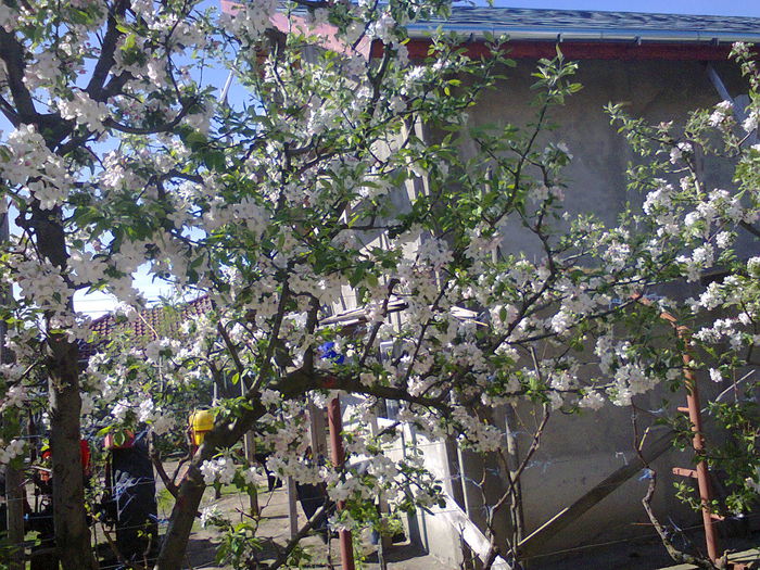 Fotografie0050 - altoiri 2015