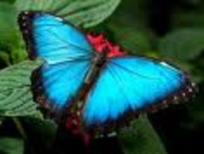 fluturas albastru - fluturasi colorati