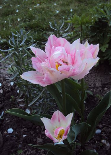 Angelique - 2015 Gradina