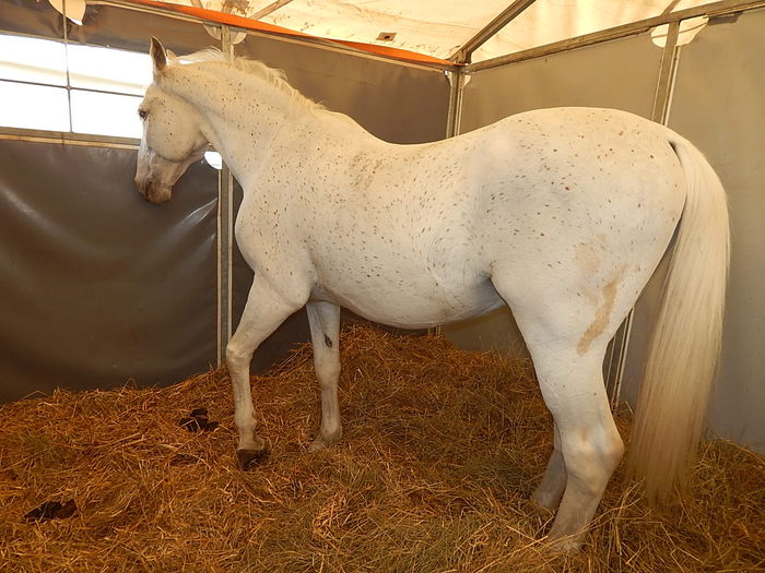 DSCN0192 - Hodmezovasarhely 27-04-2015