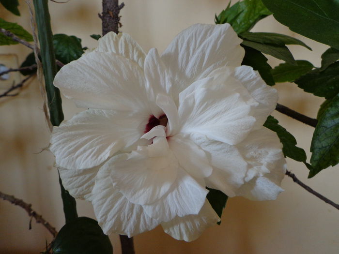 DSC06952 - Hibiscus Classic White