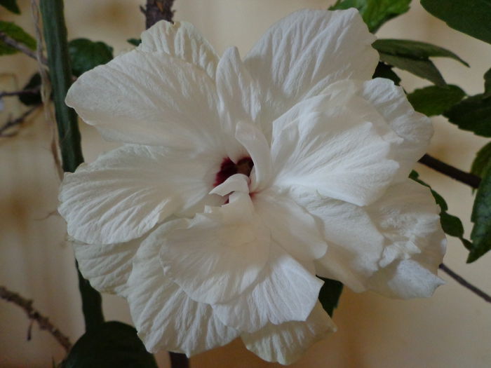 DSC06953 - Hibiscus Classic White