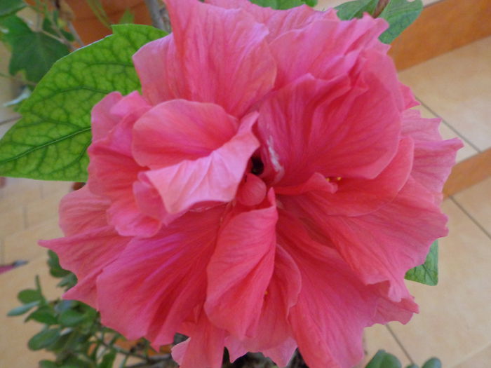 DSC07013