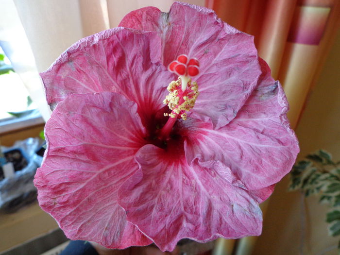 DSC06933 - HIBISCUS TWILIGHT GLOW