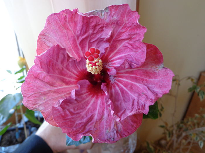 DSC06917 - HIBISCUS TWILIGHT GLOW