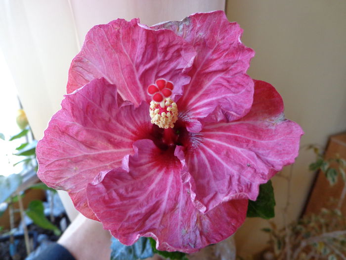 DSC06918 - HIBISCUS TWILIGHT GLOW