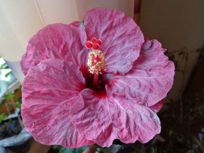 DSC06920 - HIBISCUS TWILIGHT GLOW