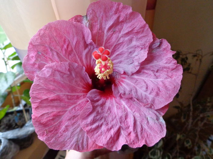 DSC06921 - HIBISCUS TWILIGHT GLOW