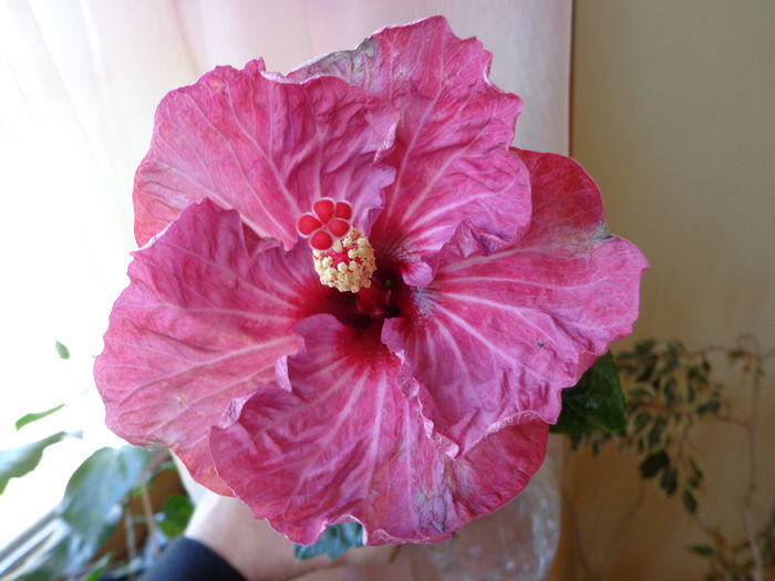 DSC06919 - HIBISCUS TWILIGHT GLOW