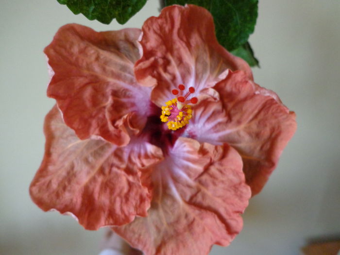 DSC07069 - HIBISCUS SCHOCOLADE