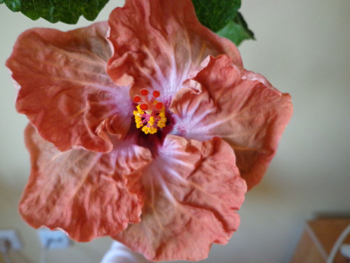 DSC07072 - HIBISCUS SCHOCOLADE