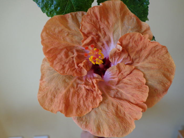 DSC07076 - HIBISCUS SCHOCOLADE