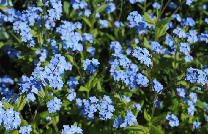 26 aprilie,myosotis