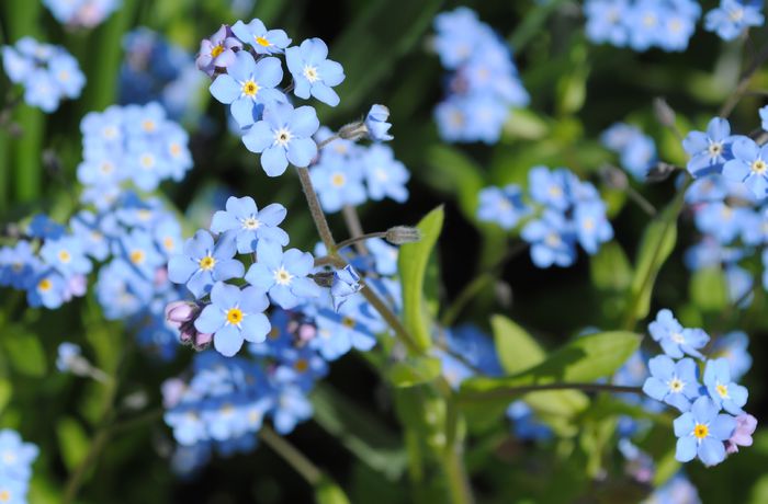 myosotis