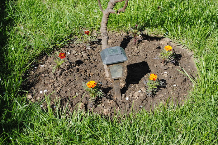 am plantat craite in jurul gutuiului