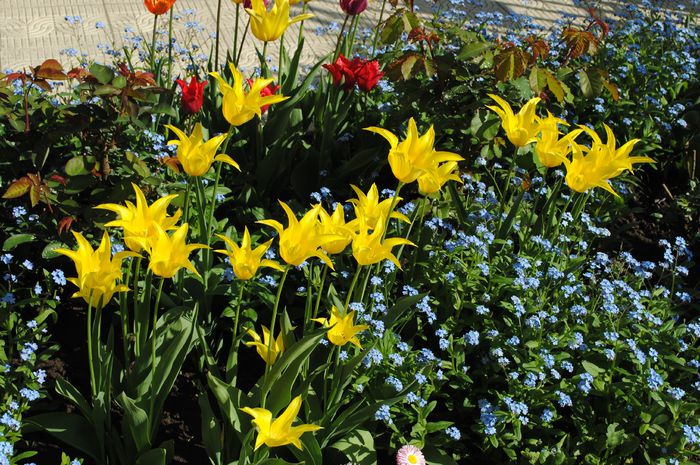 lalele lily flowered west point - 2015 plantele mele