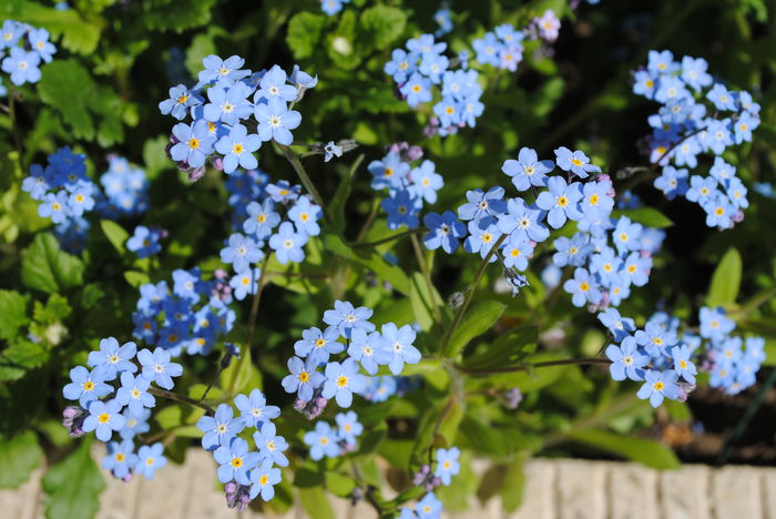 myosotis - 2015 plantele mele