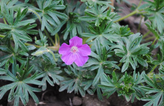 prima floricica de geranium sanguineum rosa - 2015 plantele mele