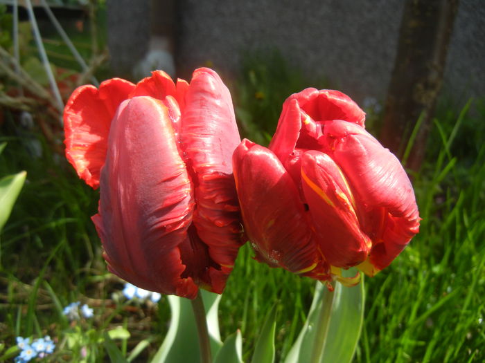 Tulipa Rococo (2015, April 19)