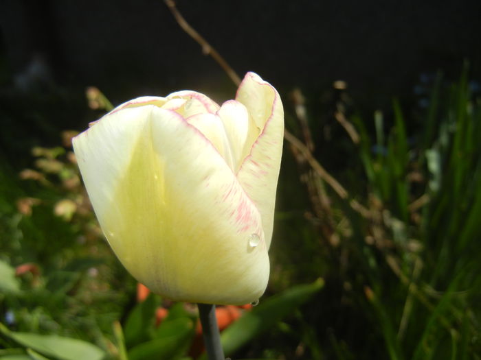 Tulipa Shirley (2015, April 19)