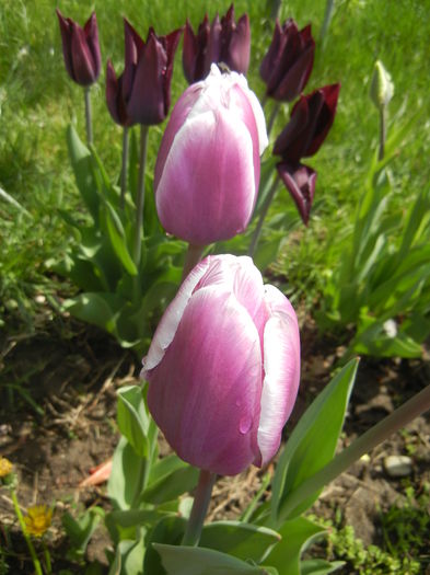 Tulipa Synaeda Blue (2015, April 19)