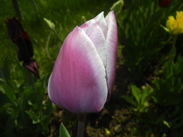 Tulipa Synaeda Blue (2015, April 19)