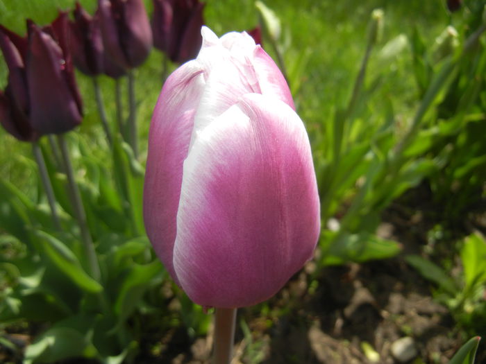 Tulipa Synaeda Blue (2015, April 19) - Tulipa Synaeda Blue