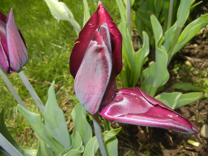 Tulipa Havran (2015, April 19)