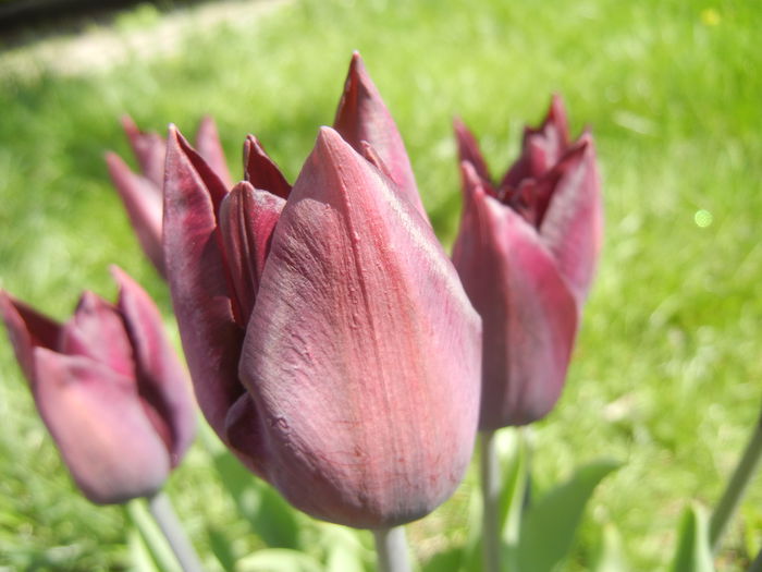 Tulipa Havran (2015, April 19) - Tulipa Havran