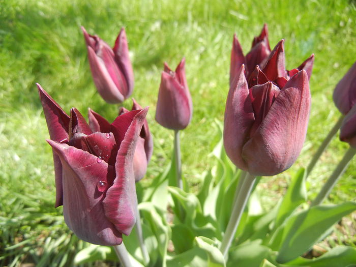 Tulipa Havran (2015, April 19) - Tulipa Havran