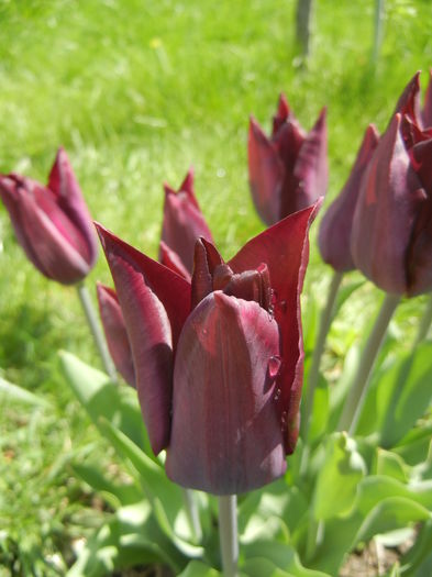 Tulipa Havran (2015, April 19)