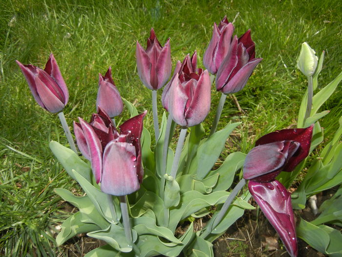 Tulipa Havran (2015, April 19) - Tulipa Havran