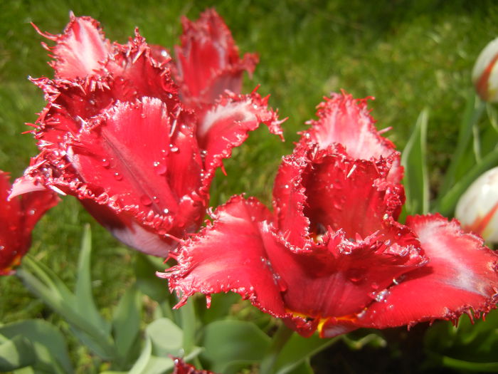Tulipa Pacific Pearl (2015, April 19)