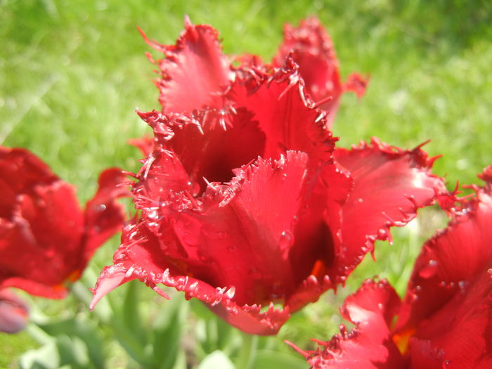 Tulipa Pacific Pearl (2015, April 19)