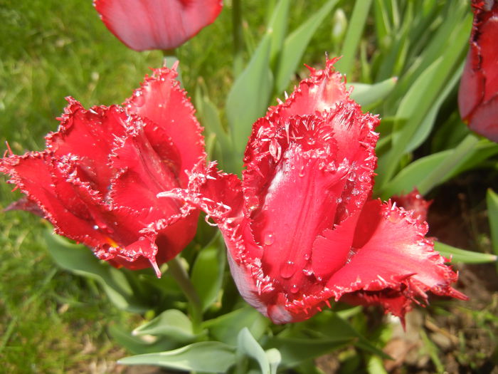 Tulipa Pacific Pearl (2015, April 19)