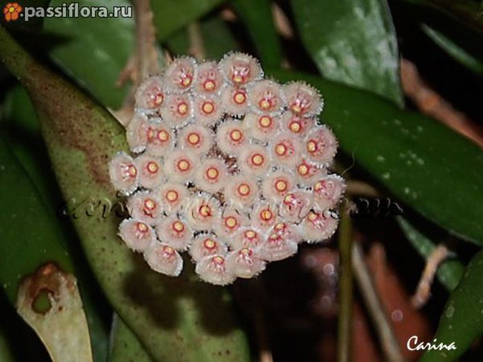 hoya parviflora-poza net - Parviflora