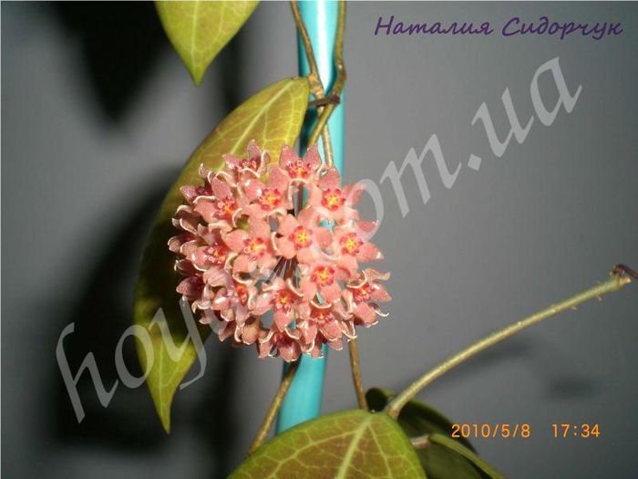 hoya camphorifolia-poza net - Camphorifolia pierdută