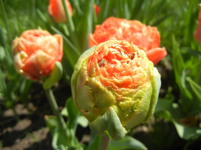 Tulipa Esprit (2015, April 19) - Tulipa Esprit