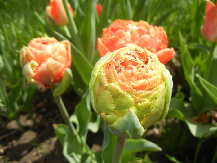 Tulipa Esprit (2015, April 19)