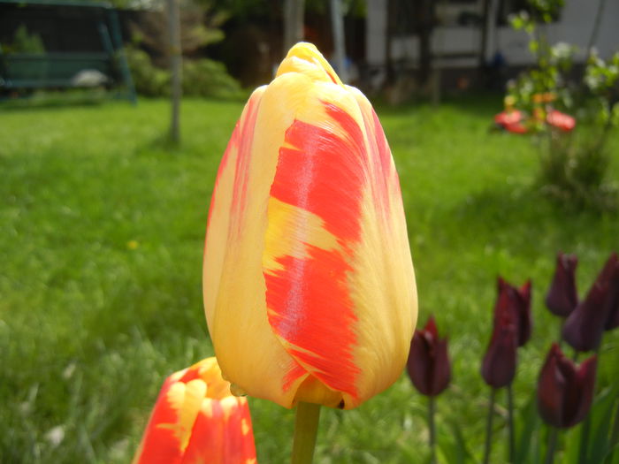 Tulipa Banja Luka (2015, April 19)