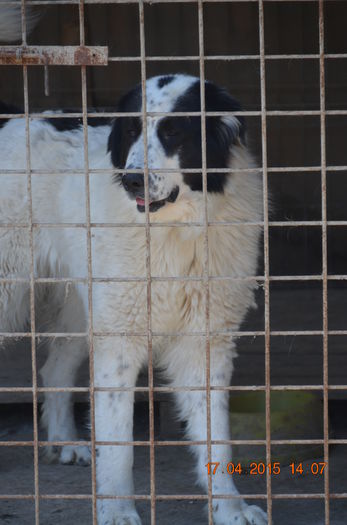 DSC_1201 - CIOBANESC DE BUCOVINA-LORD