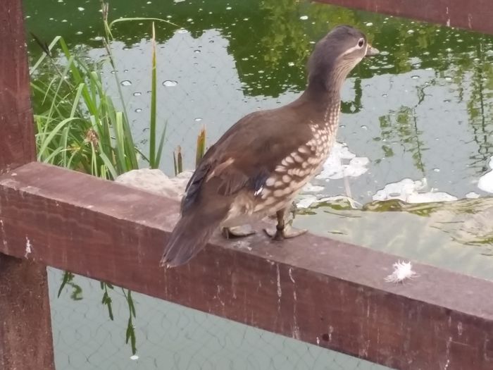 20150428_072651 - rate mandarin