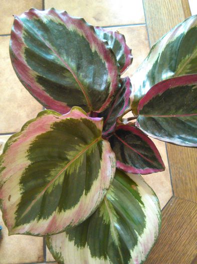 Calathea roseopicta - 415 Specia Calathea roseopicta